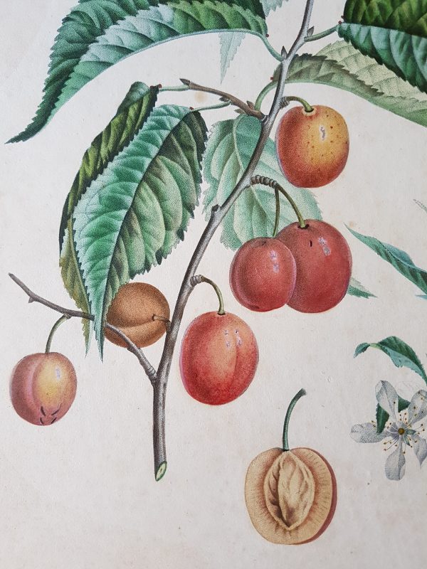 La Galifsonnière ancienne gravure de fruit